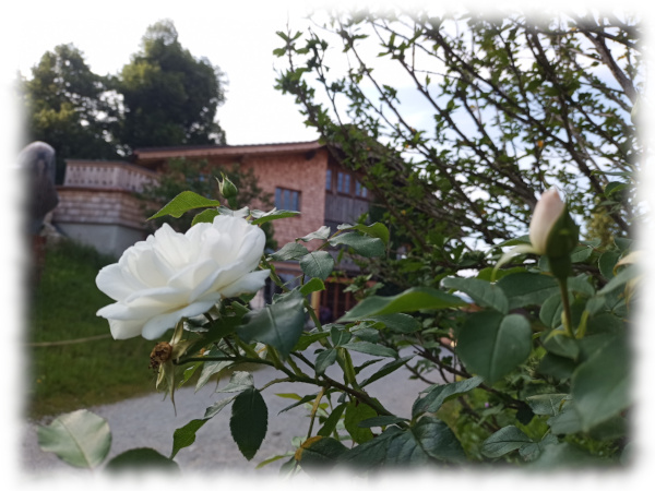 Kleinod Schule mit Blume